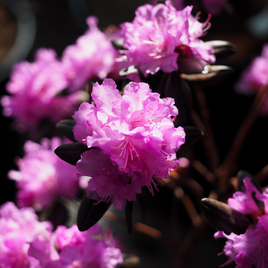 Vinterrododendron 'Kustavi' FinE