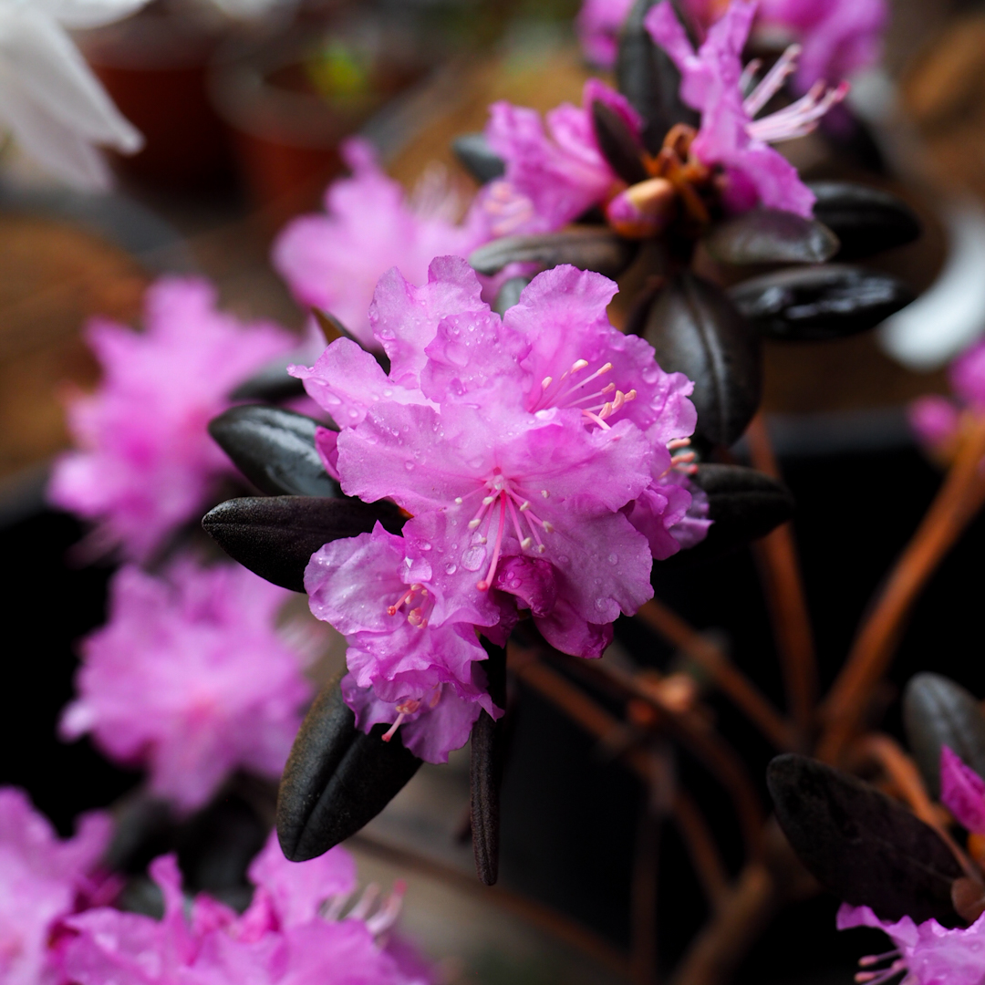 Vinterrododendron 'Kustavi' FinE