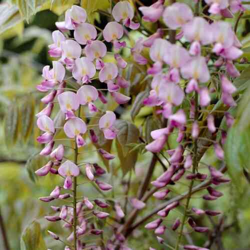 Ryöppysinisade 'Rosea'