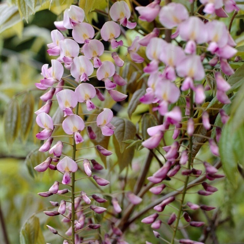 Ryöppysinisade 'Rosea'