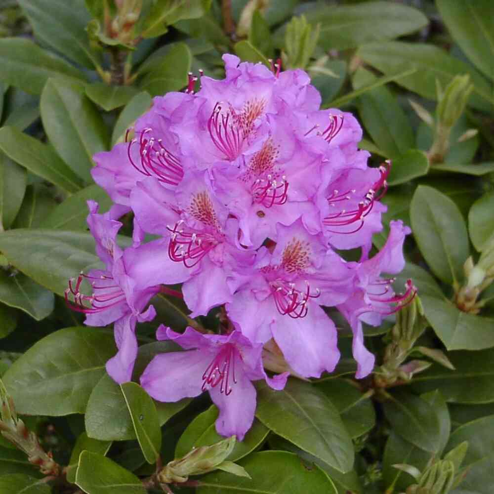 Puistoalppiruusu 'Pink Purple Dream'