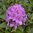 Puistoalppiruusu 'Pink Purple Dream'