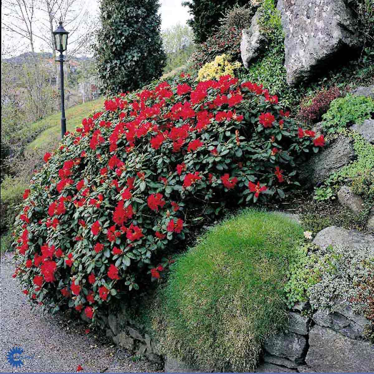 Lamoalppiruusu 'Scarlet Wonder'