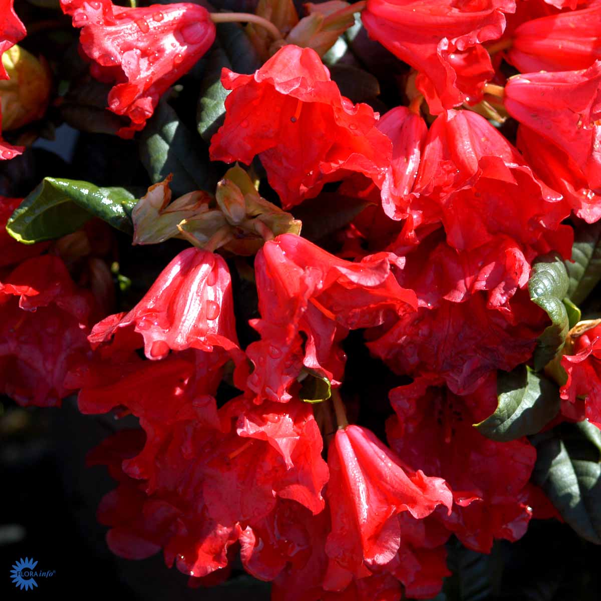 Lamoalppiruusu 'Scarlet Wonder'