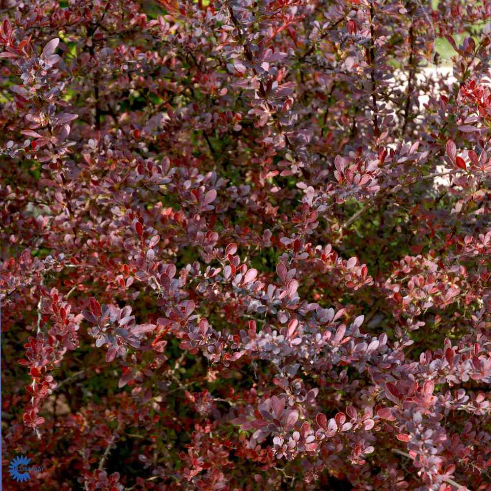 Berberis thunbergii 'Atropurpurea'