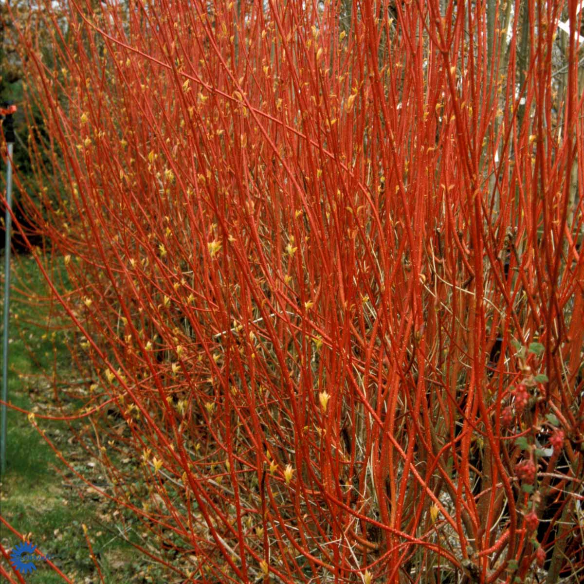 Korallikanukka 'Sibirica'