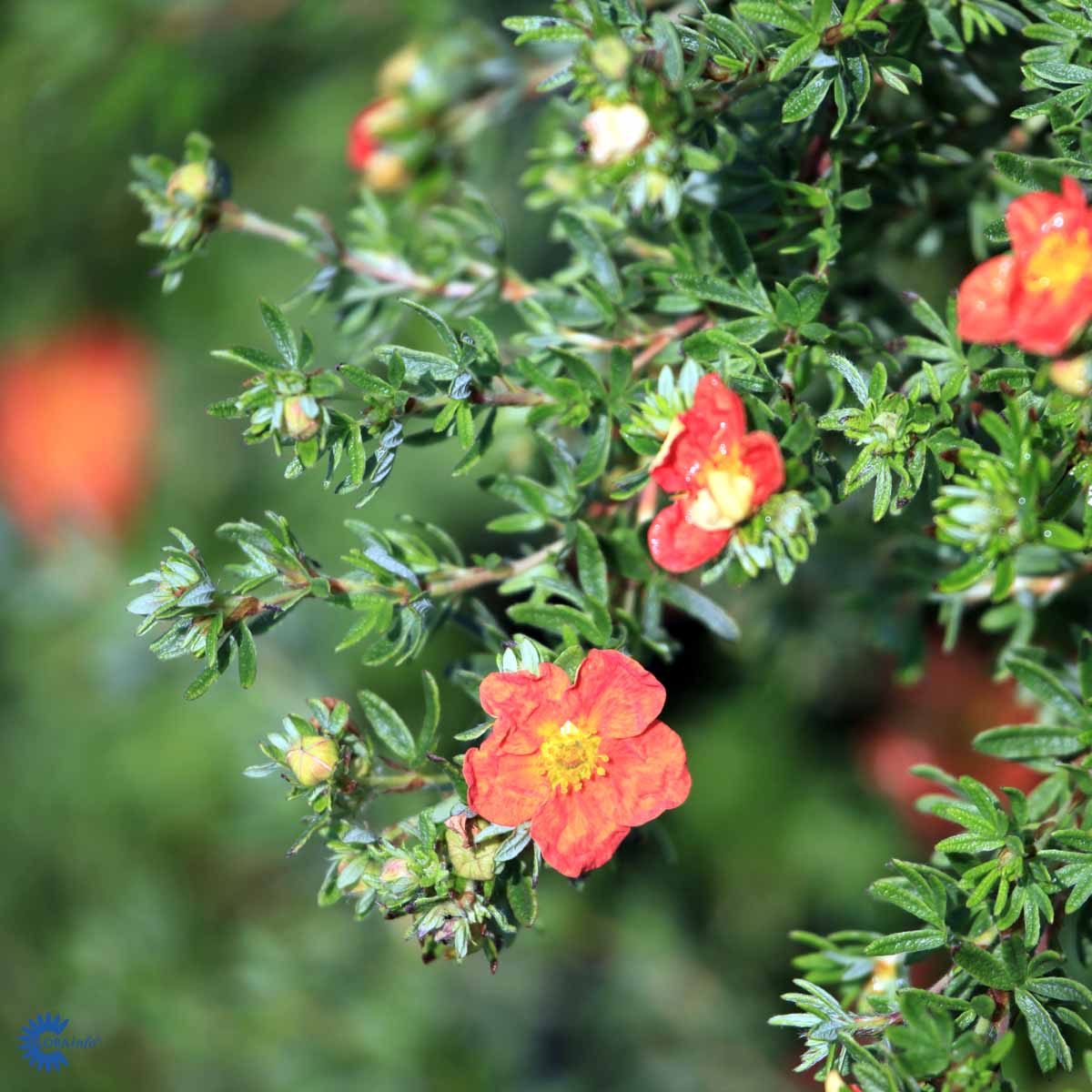 Pensashanhikki 'Red Ace'