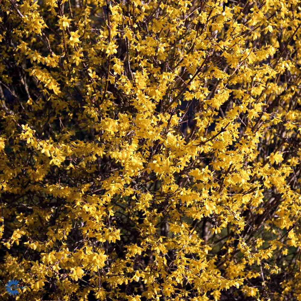 Forsythia x intermedia 'Minigold'