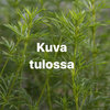 Tarha-alppikärhö 'Lemon Beauty'