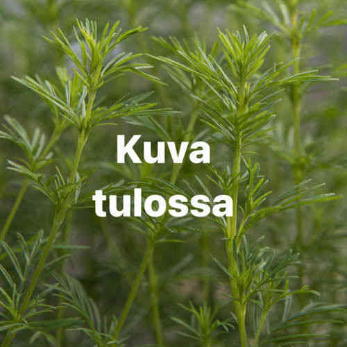 Tarhaviinikärhö 'Elf'