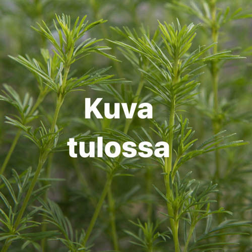 Tarhaviinikärhö 'Elf'