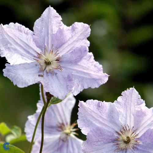 Loistokärhö 'Blue Angel'