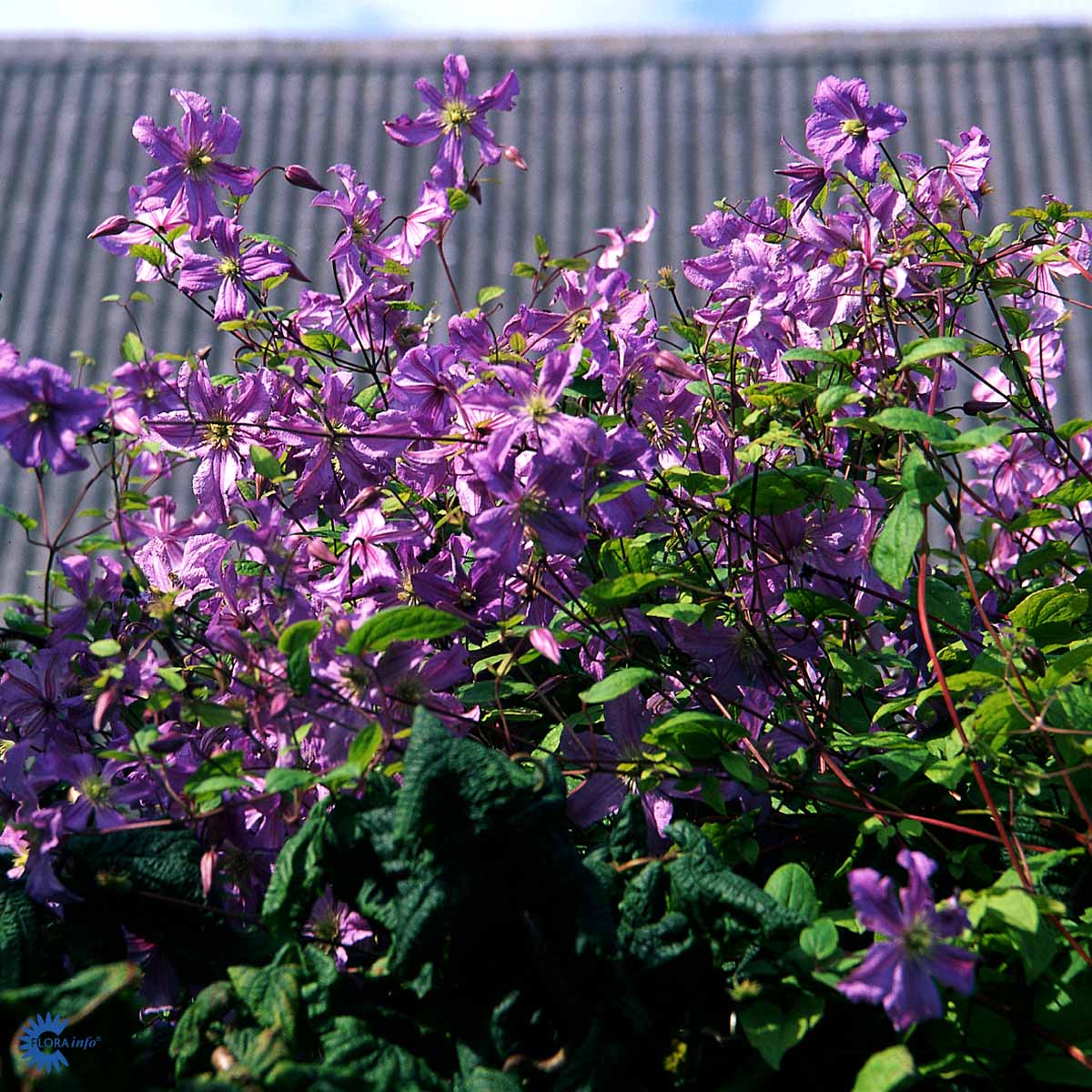 Loistokärhö 'Blue Angel'
