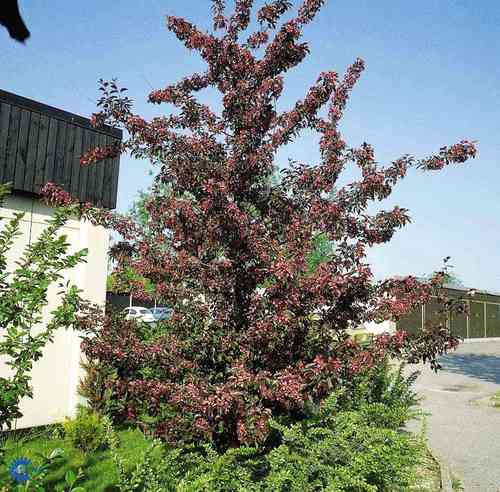 Malus Purpurea-Ryhmä