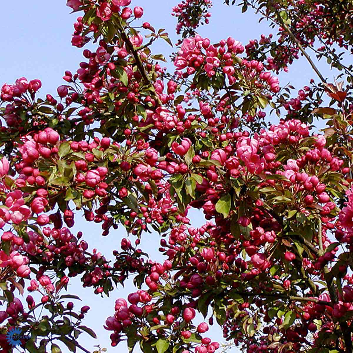 Purppuraomenapuu 'Makamik'