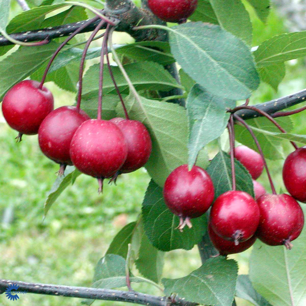 Purppuraomenapuu 'Makamik'