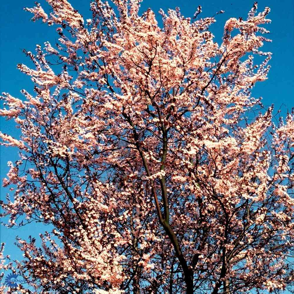 Prunus cerasifera 'Nigra'