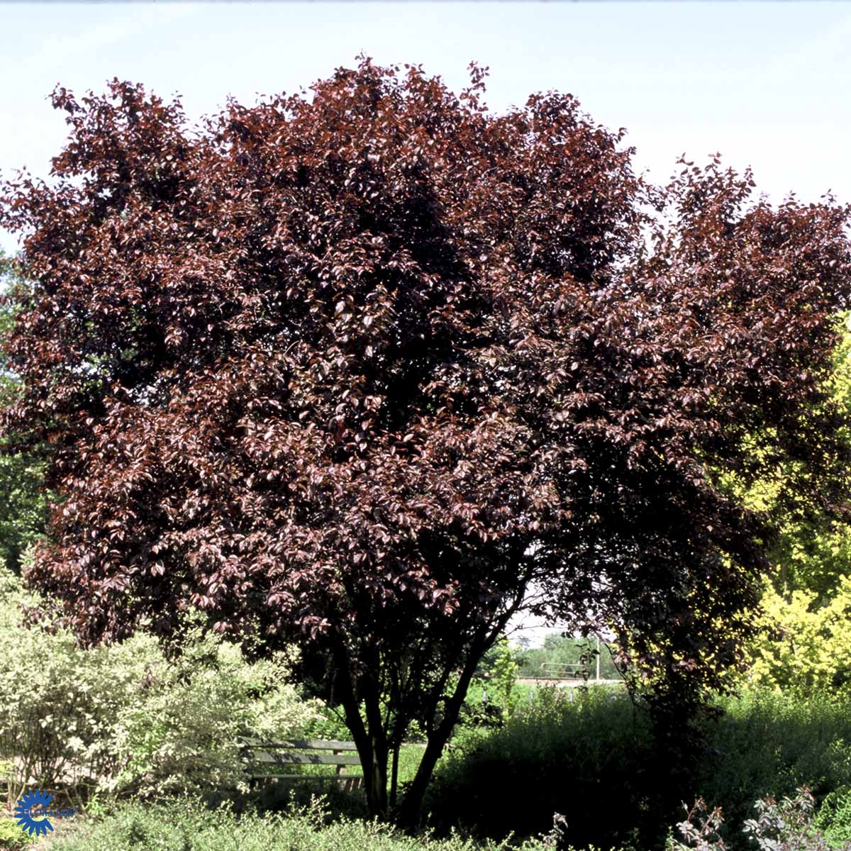 Prunus cerasifera 'Nigra'