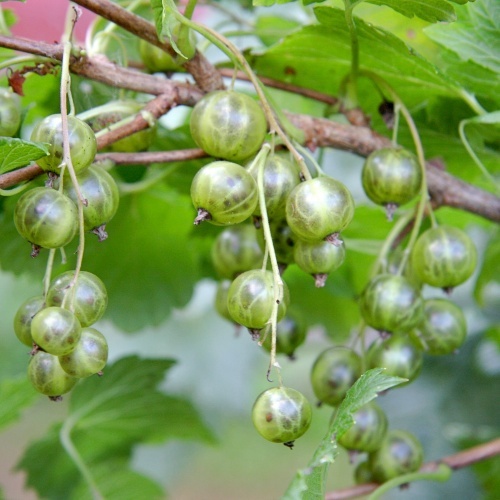 Ribes nigrum