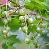 Viherherukka 'Vilma'