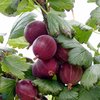 Karviainen 'Spinefree'