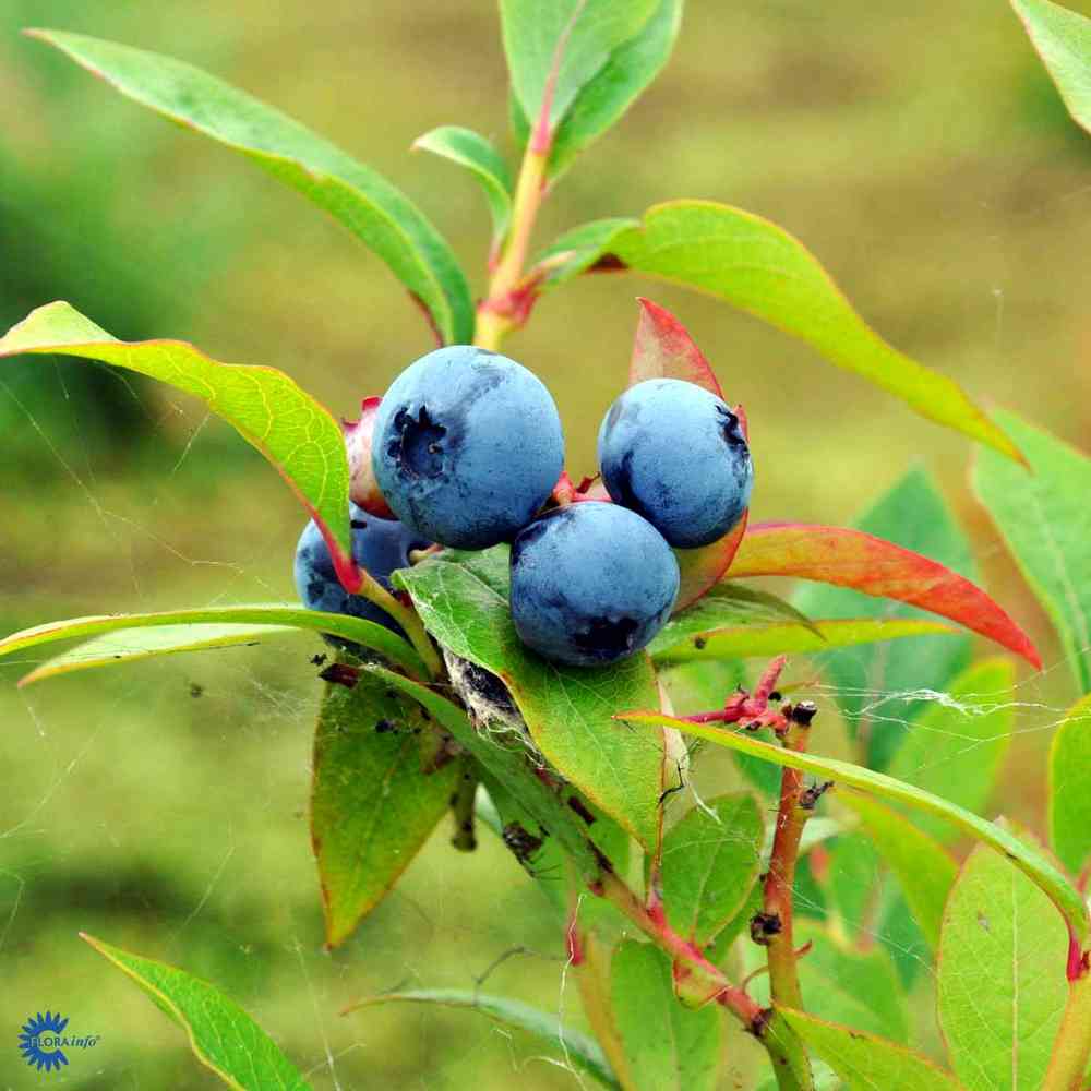 Pensasmustikka 'Bluecrop' jumbo