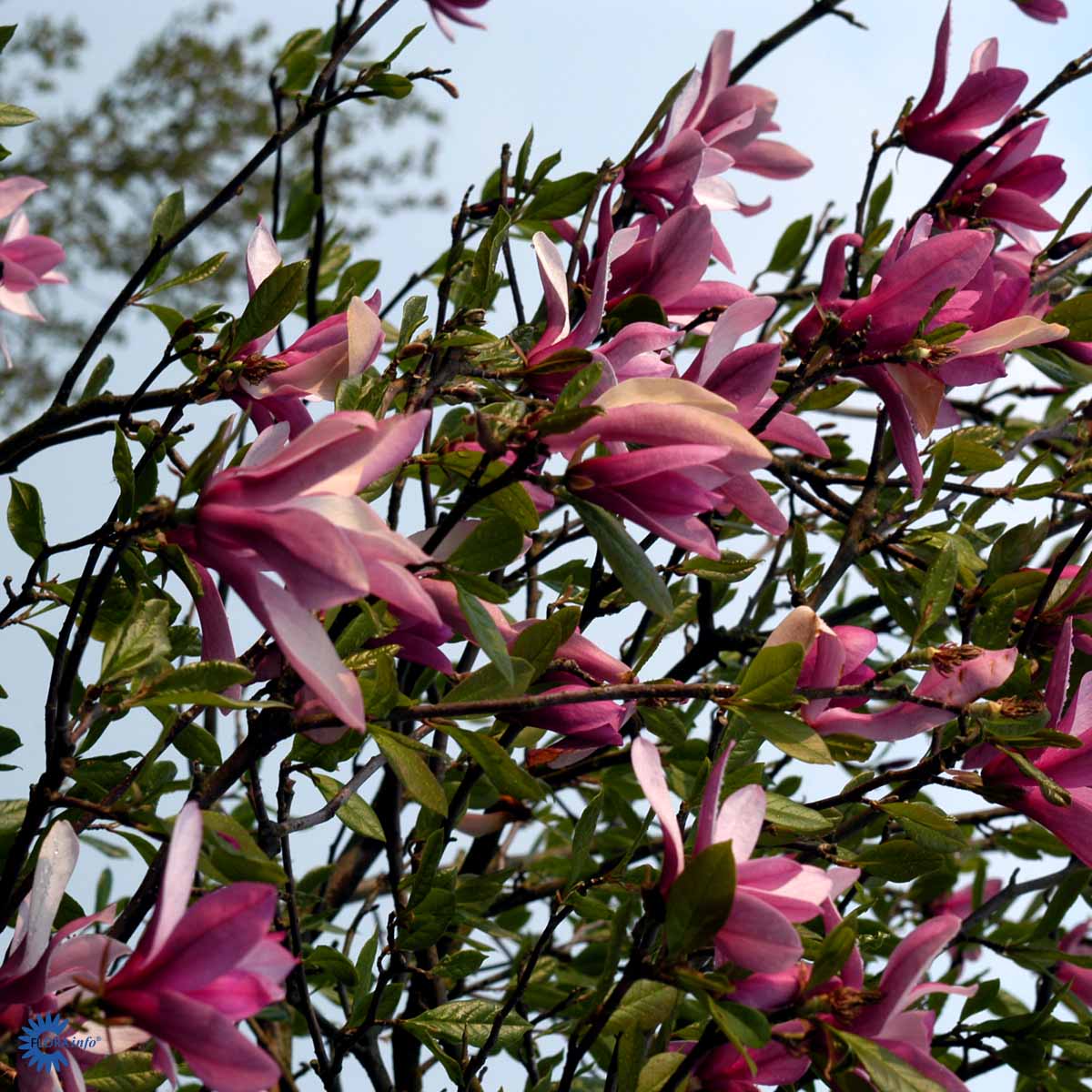 Magnolia 'Betty'