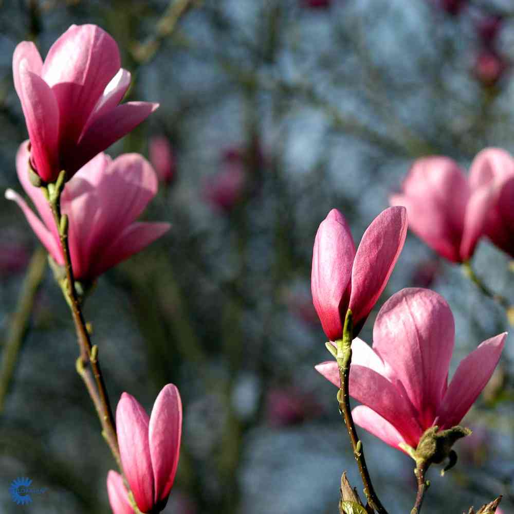 Rosenmagnolia  'Galaxy'