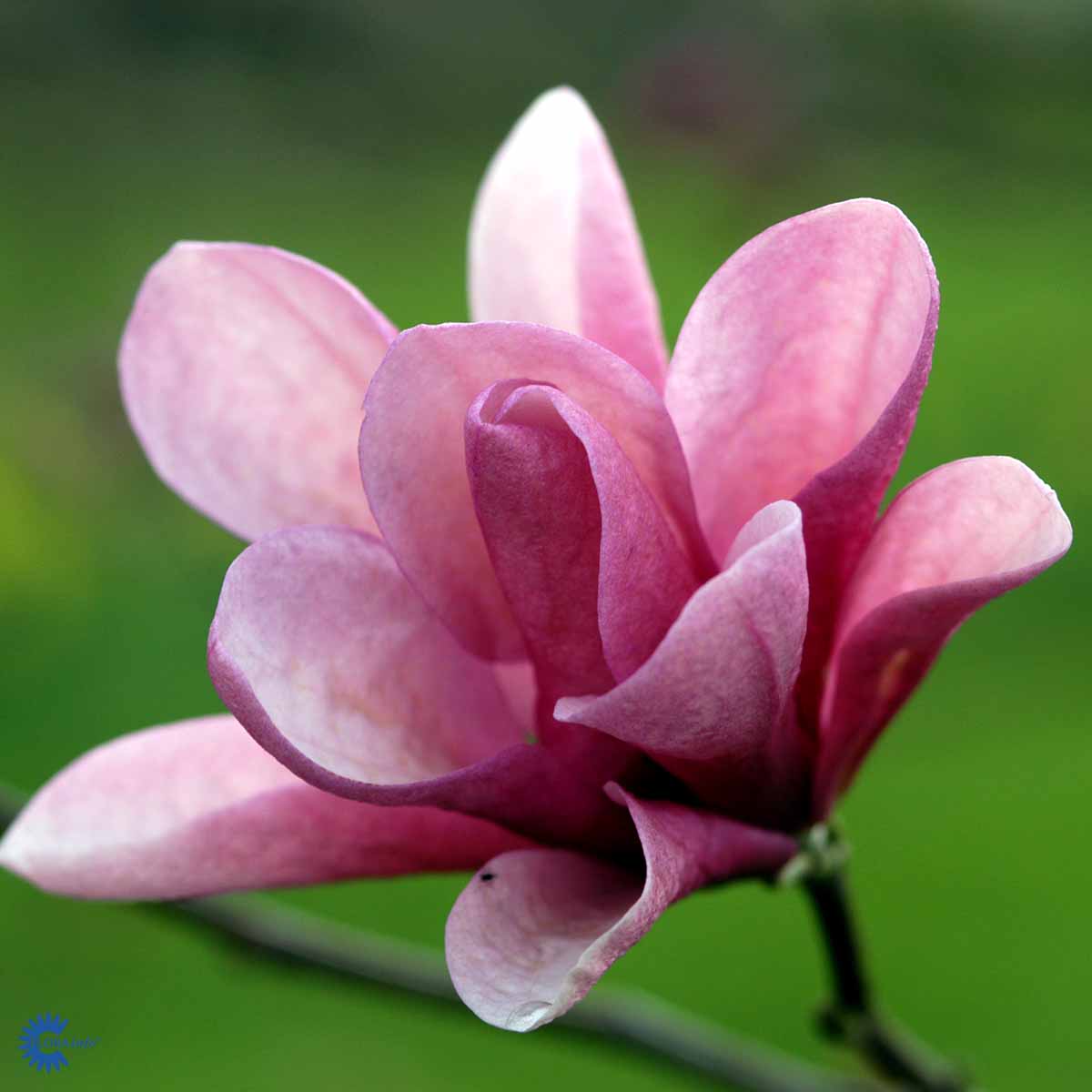 Rosenmagnolia  'Galaxy'