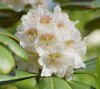 Marjatanalppiruusu 'P.M.A.Tigerstedt' 10-25 cm