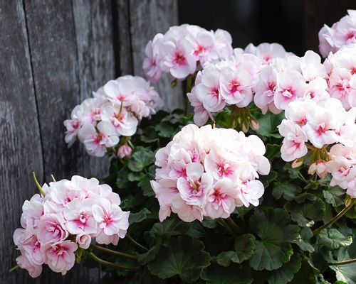 Pelargoner