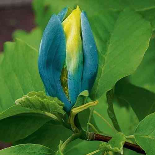 Poppelimagnolia 'Blue Opal' 60-80 cm