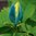 Poppelmagnolia 'Blue Opal'