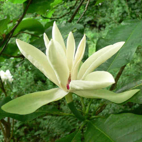 Sateenvarjomagnolia 80-100 cm