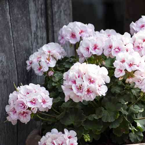 Pelargoni 'Estelle'