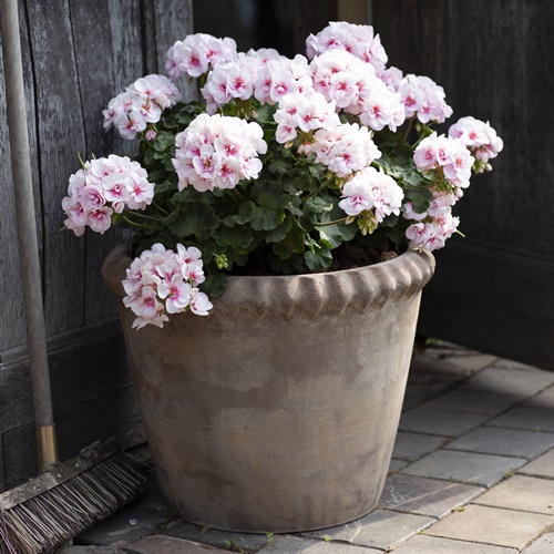 Pelargoni 'Estelle' 