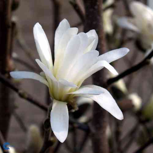 Tähtimagnolia 'Royal Star' 50-60 cm