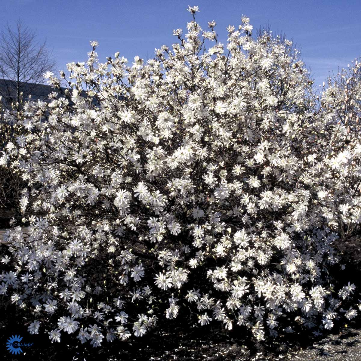 Tähtimagnolia 'Royal Star' 50-60 cm