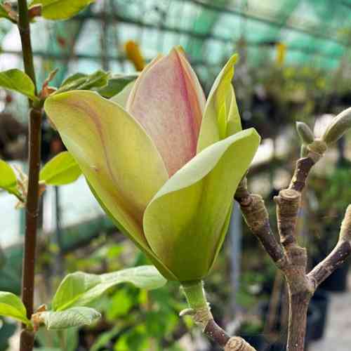 Magnolia 'Sunsation'