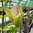 Magnolia 'Sunsation' 60-80 cm