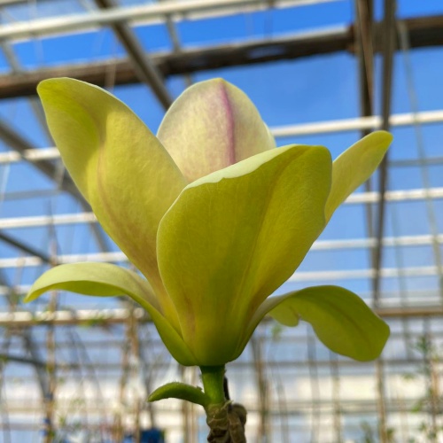 Magnolia 'Sunsation'
