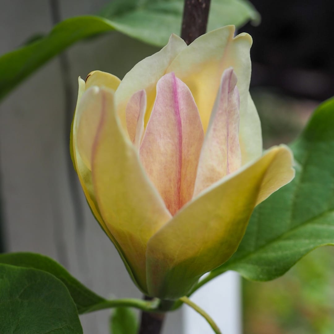 Magnolia 'Sunsation'