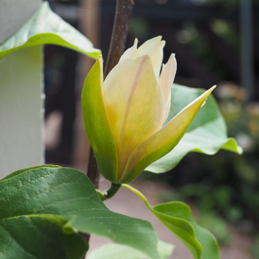 Magnolia 'Sunsation'