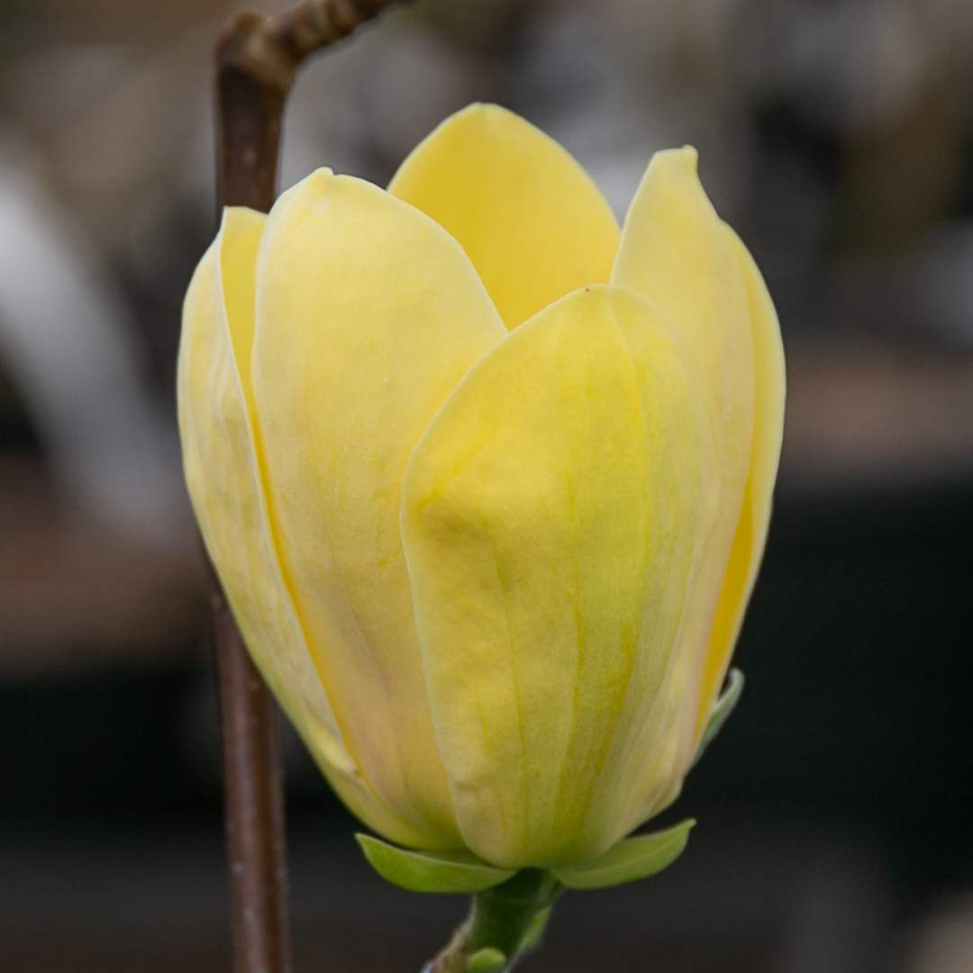 Magnolia 'Yellow Bird'