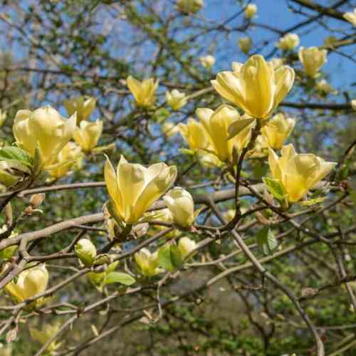 Magnolia 'Yellow Bird'