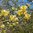 Magnolia 'Yellow Bird'