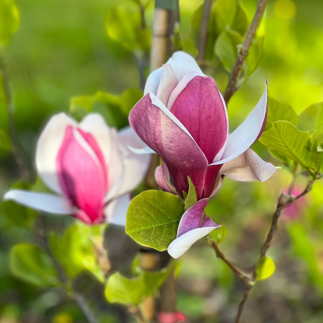 Magnolia 'March Till Frost' 80-90 cm