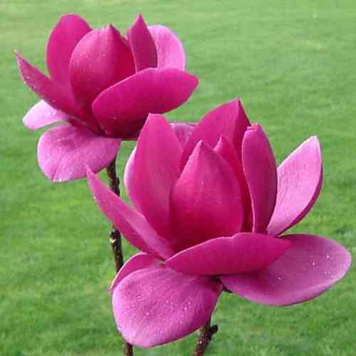 Magnolia 'Cleopatra'