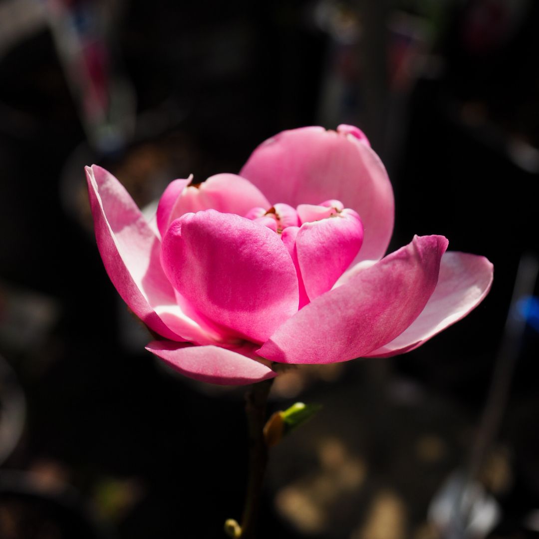 Magnolia 'Cleopatra'