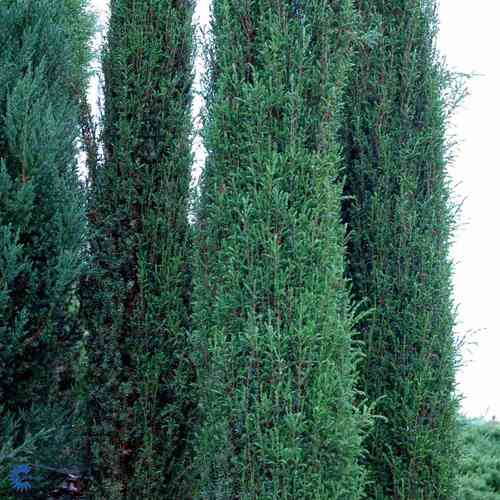 Pilarikataja 'Norrback' 80-100 cm
